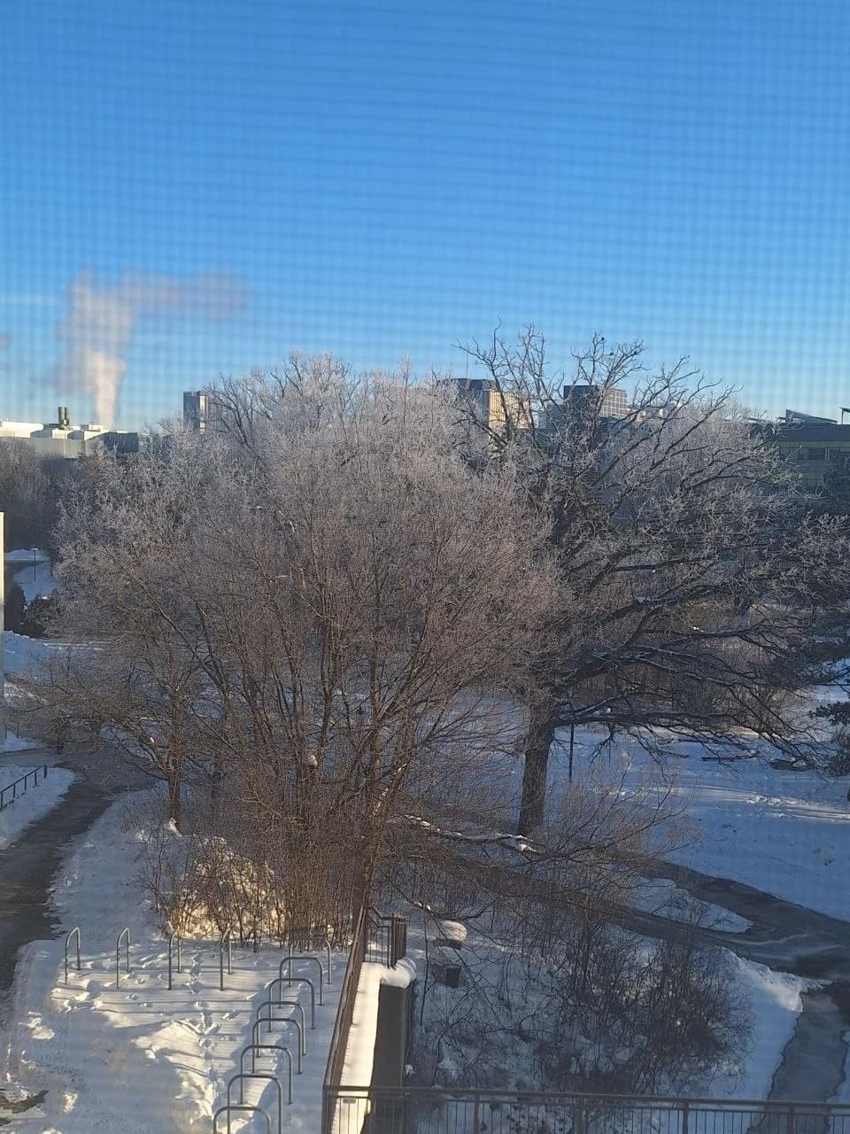 Winter trees seen through a window
