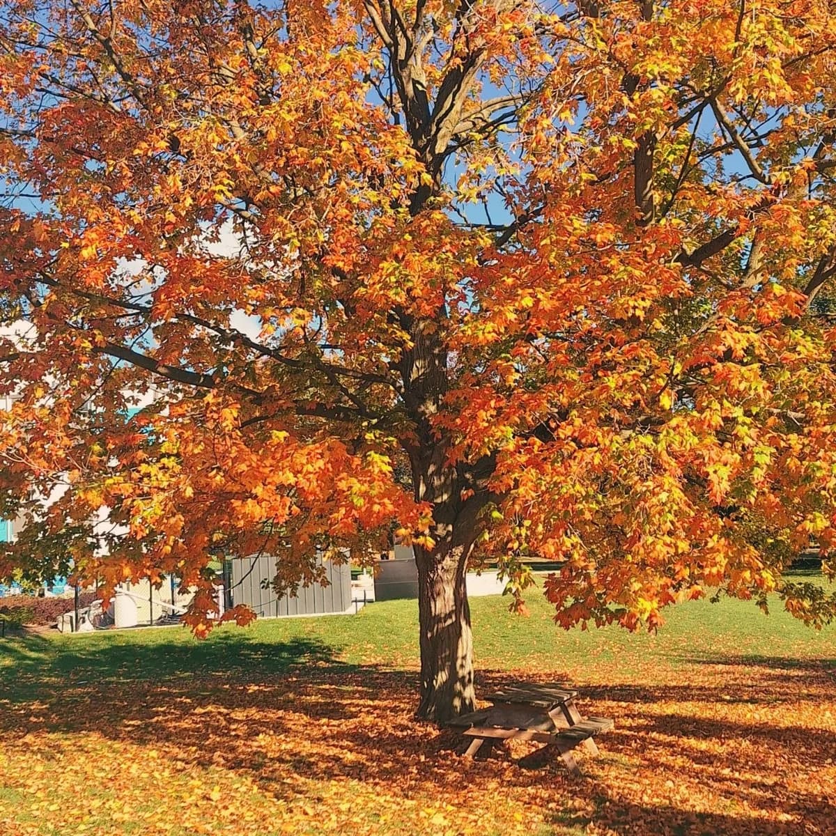 Golden autumn leaves against a clear sky
