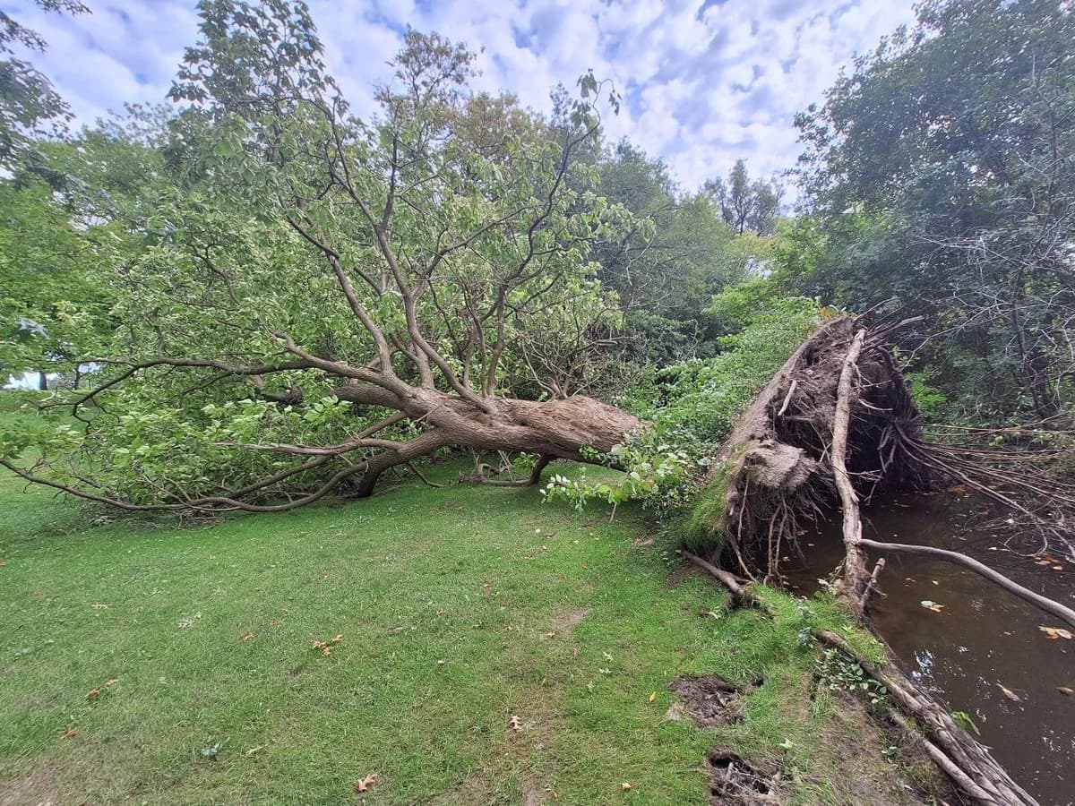 An uprooted tree in a green park