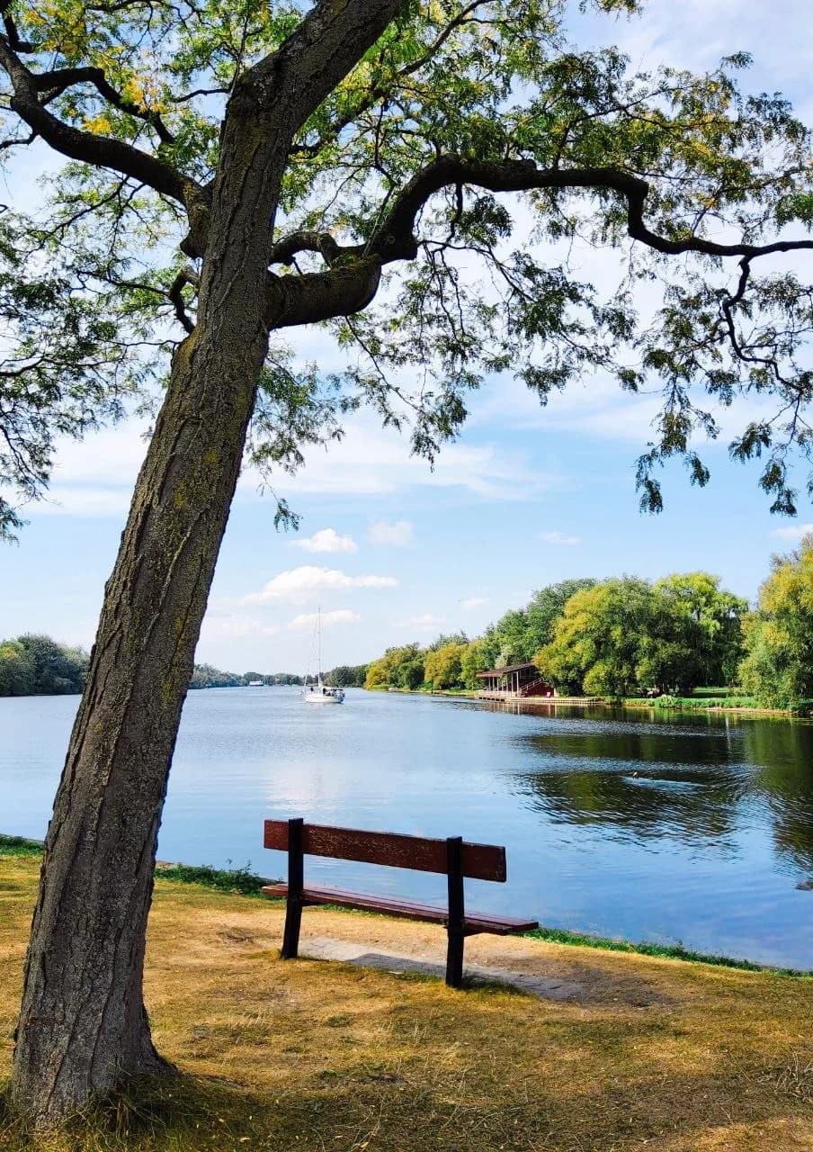 A tree and bench beside the river