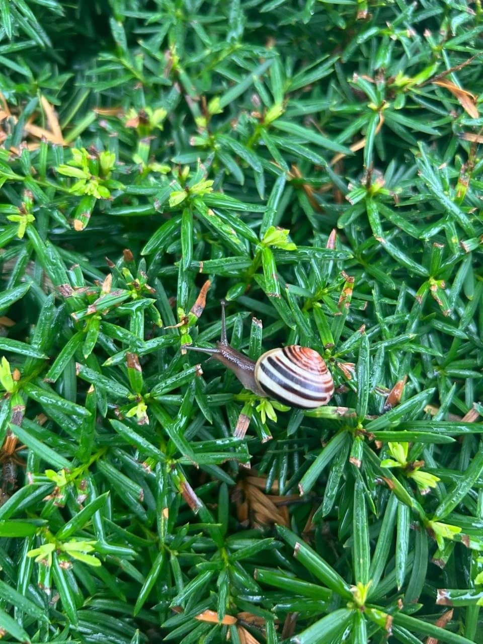 A tiny shell nestled among green leaves